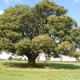 Ballingham Oak
