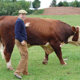 George With His Favourite Pedigree Hereford Bull