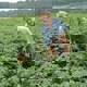 George Watkins checks on his Ballingham Hall farm potatoes